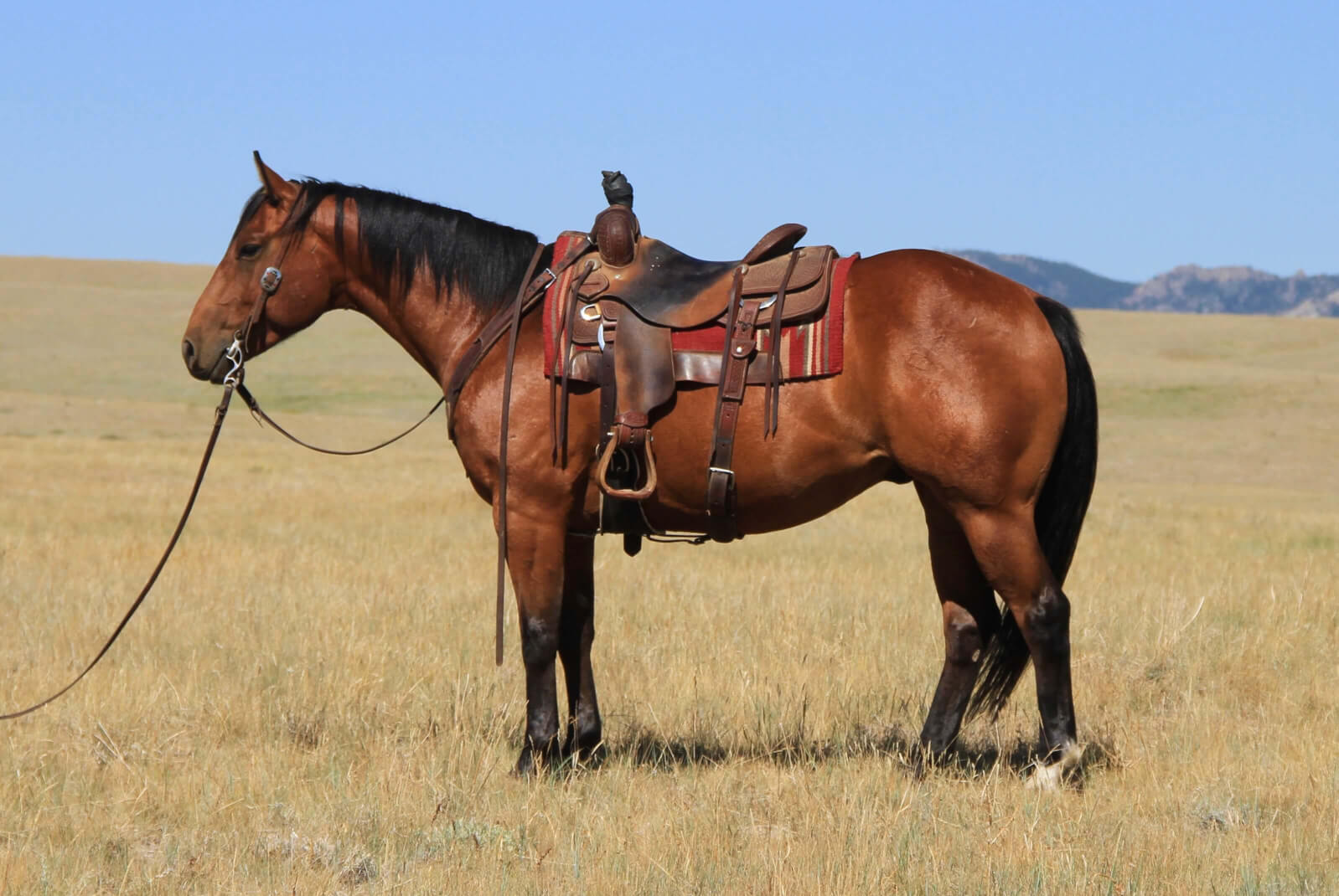 Meet REFPlaygun Will Travel Stallion at Diamond Land & Livestock